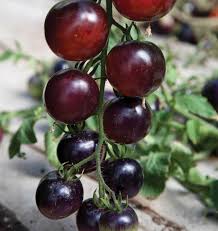 Mixed Blueberries Tomato Seeds for Planting
