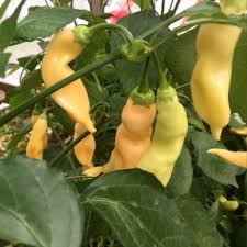 Sugar Rush Peach Pepper Vegetable Seeds for Planting