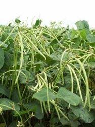 Green Mung Bean Seeds for Vegetable Gardening