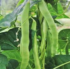 Green Romano Pole Bean Seeds for Vegetable Planting