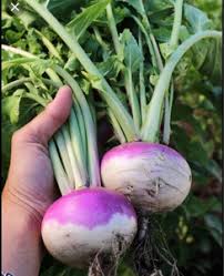Rutabaga Seeds for Planting  Perfect for Your Vegetable Garden
