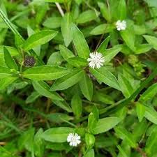 Bhringraj Flower Seeds for Planting - Enhance Your Garden