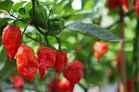 Scorpion Vegetable Seeds for Planting