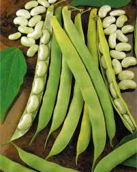 White Tarbais Bean Seeds for Garden Planting