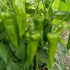 Chili Pepper Vegetable Seeds for Easy Planting