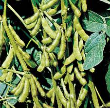 Brown Soybean Planting Seeds for Vegetable Gardening