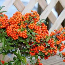 Red Firethorn Fruit Planting Seeds for Vibrant Garden Growth - Seed Ideal for Ornamental