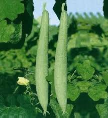 Towel Gourd Vegetable Seeds