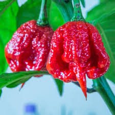 Red Trinidad Scorpion Seeds for Planting  Hot Pepper Variety