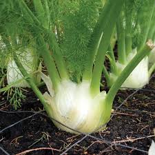 Green and White Florence Vegetable Planting Seeds