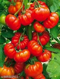 Red Sicilian Togetta Vegetable Seeds - Planting Guide