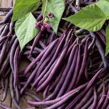 Green Violet Bean Seeds - Planting Guide & Tips