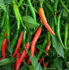 Red and Green Chili Vegetable Planting Seeds