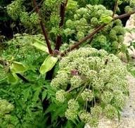 Angelica Seeds for Garden Planting