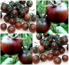 Chocolate Tomato Vegetable Seeds - Perfect for Home Gardens