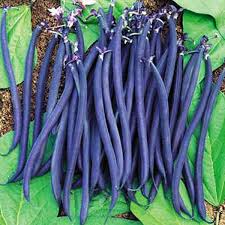 Green Violet Bean Seeds - Planting Guide & Tips