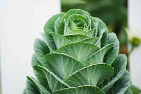 Collard Greens Seeds for Planting