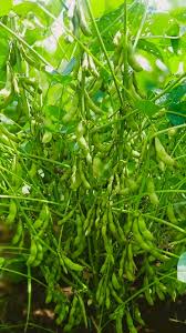 Green Edamame Seeds for Beer Brewing  Planting Seeds