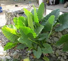 Alocasia Macrorrhiza Flower seeds for Planting - Bright Blooms, Heirloom & GMO Free Seeds for Home Garden