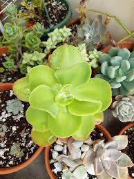 Green Echeveria Palida Flower seeds for Planting - Pollinator Friendly, Heirloom & GMO Free Seeds for Home Garden