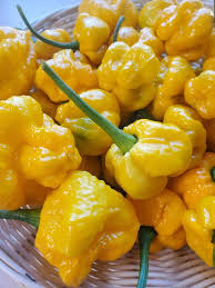 MOA Yellow Scotch Bonnet Pepper Seeds for Planting