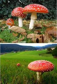 Red & White Mushroom Vegetable Seeds for Easy Planting