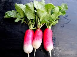Rapid Yield Radish Seeds, Planting