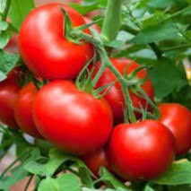 Zac Tomato Vegetable Seeds Planting