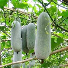 Wax Gourd Planting Seeds  Ideal for Your Vegetable Garden