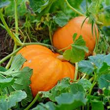 Orange Giant Pumpkin Seeds for Easy Planting