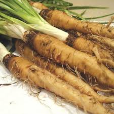 Salsify Vegetable Planting Seeds for Your Garden