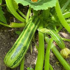 Squash Vegetable Seeds for Planting