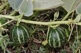 Green Calabazilla Vegetable Seeds for Easy Planting