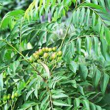 Curry Leaves Vegetable Seeds - Grow Fresh Flavors at Home