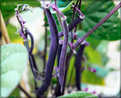 Black Bean Planting Seeds for Vegetable Gardens