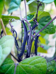 Purple Stallard Bean Vegetable Seeds for Planting