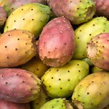 Fresh Kaktusfeige Flower seeds for Planting - Fragrant Blossoms, Heirloom & GMO Free Seeds for Home Garden