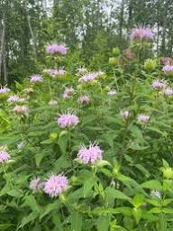 Lemon Bergamot Herb Seeds for Easy Planting