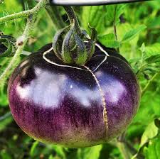 Lavender Tomato Seeds - Perfect for Planting