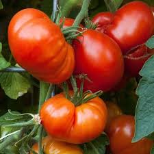 Beefmaster Red Tomato Seeds for Planting - Vegetable Garden Seeds