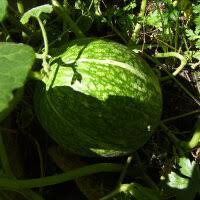 Chilacayote Fig Leaf Gourd Seeds for Easy Planting