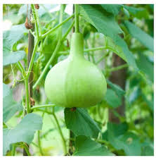Round Bottle Gourd Vegetable Planting Seeds