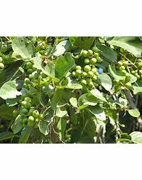 Green Aegle Marmelos Seeds for Planting