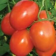 Orange Grape Tomato Seeds for Planting