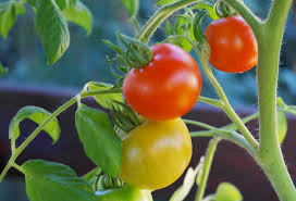Mixed Tomato Planting Seeds Collection