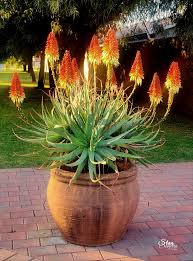 Aloe Vera Flower seeds for Planting - Premium Quality, Heirloom & GMO Free Seeds for Home Garden