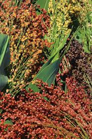 Broom Sorghum Planting Seeds | Ideal for Growing & Harvesting