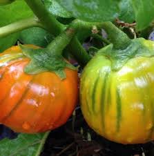 Orange Turkish Vegetable Seeds for Planting