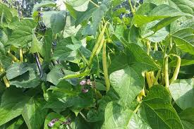 Mogettes Bean Seeds for Planting