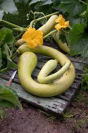 Trombocino Vegetable Seeds for Easy Planting